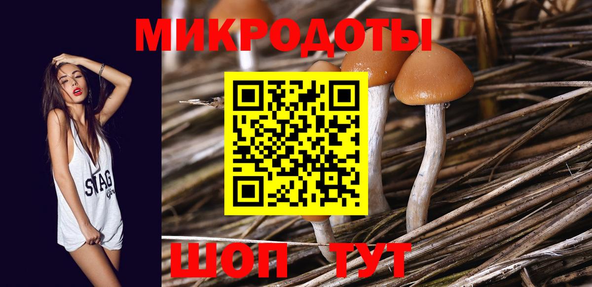 Псилоцибиновые грибы Psilocybe Новороссийск